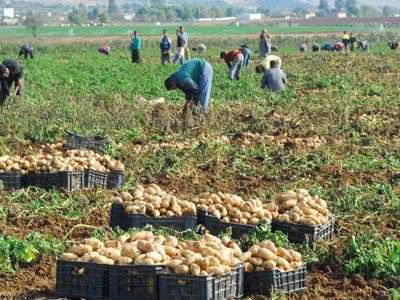 بلمصطفى: منتجو البطاطس مهددون بالافلاس 