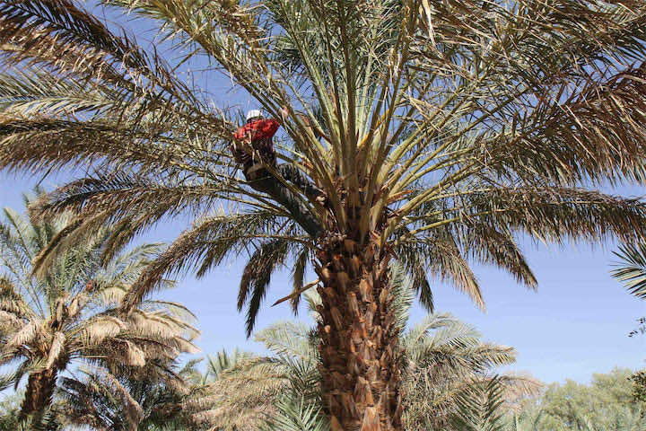"بوستحمي" .. التمر المغربي الذي لا تمرض نخيله