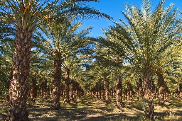 حريق يأتي على أزيد من 4000 نخلة في إقليم طاطا