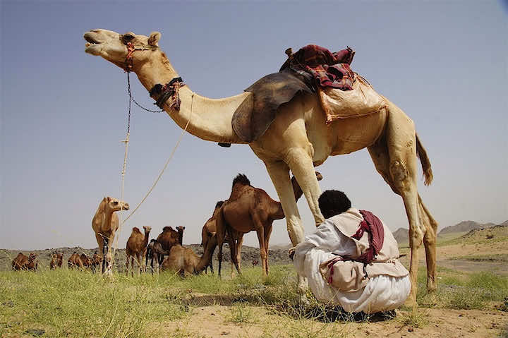 السعودية تستبعد الإبل من أضاحي الحج بسبب فيروس كورونا