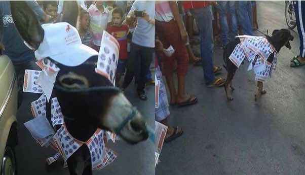 مشاركة حمار وكلب في الحملة الانتخابية بطنجة والسلطات تفتح تحقيقا- صورة