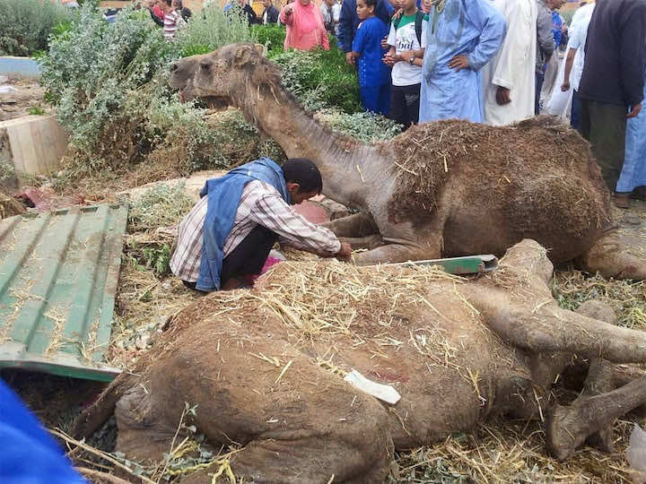 انقلاب شاحنة بِبْيوزكرن يخلف جرح شخصين و نفوق عدد مهم من رؤوس الابل (فيديو)