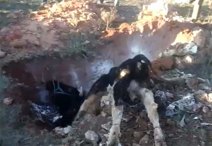 مواطنون بالجديدة يدفنون ب"وحشية" بقرة حية لإصابتها بمرض "الجهل" - فيديو