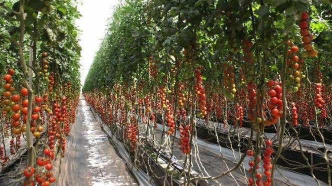 حوالي 500 فلاح إسباني يستعدون للإنتاج والتصدير انطلاقا من المغرب