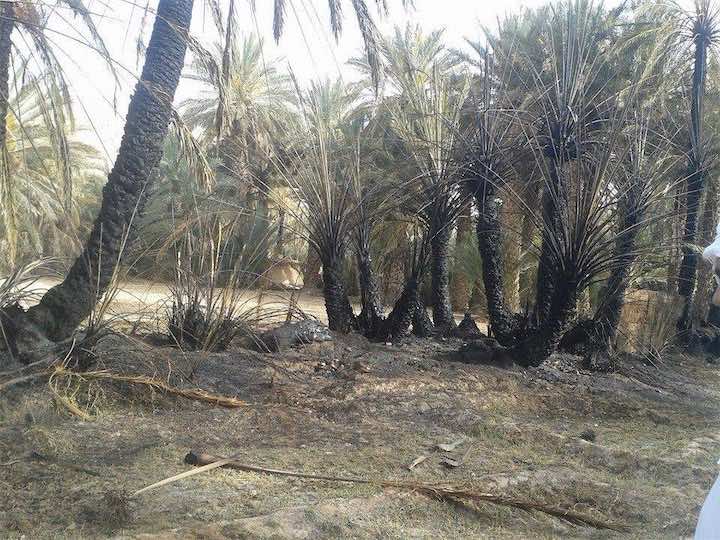 حريق يأتي على نخيل بواحة "تغجيجت" محتضنة موسم التمور- صور