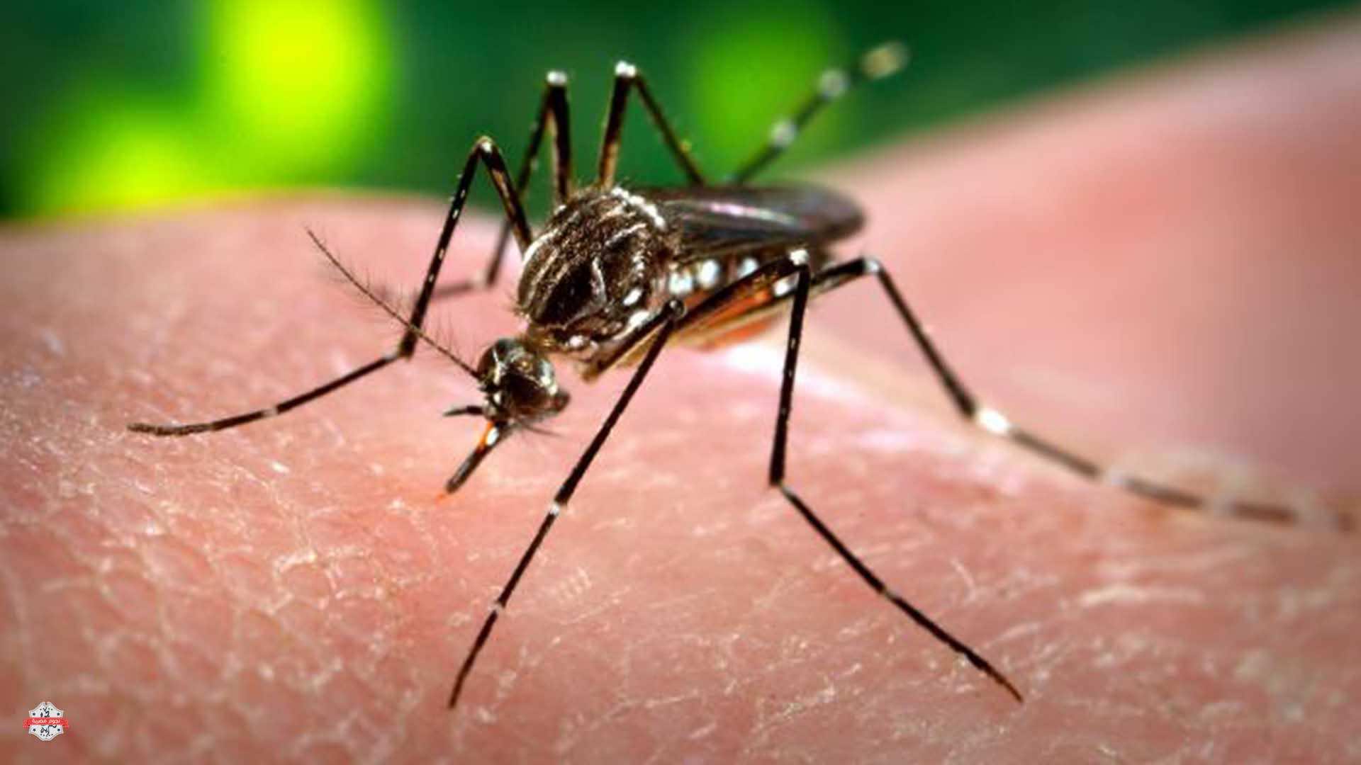 زيكا.. البرازيليون يسألون العالم أين البعوض؟