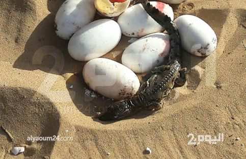صور حصرية للتمساح "ادريس" الذي ولد في المغرب