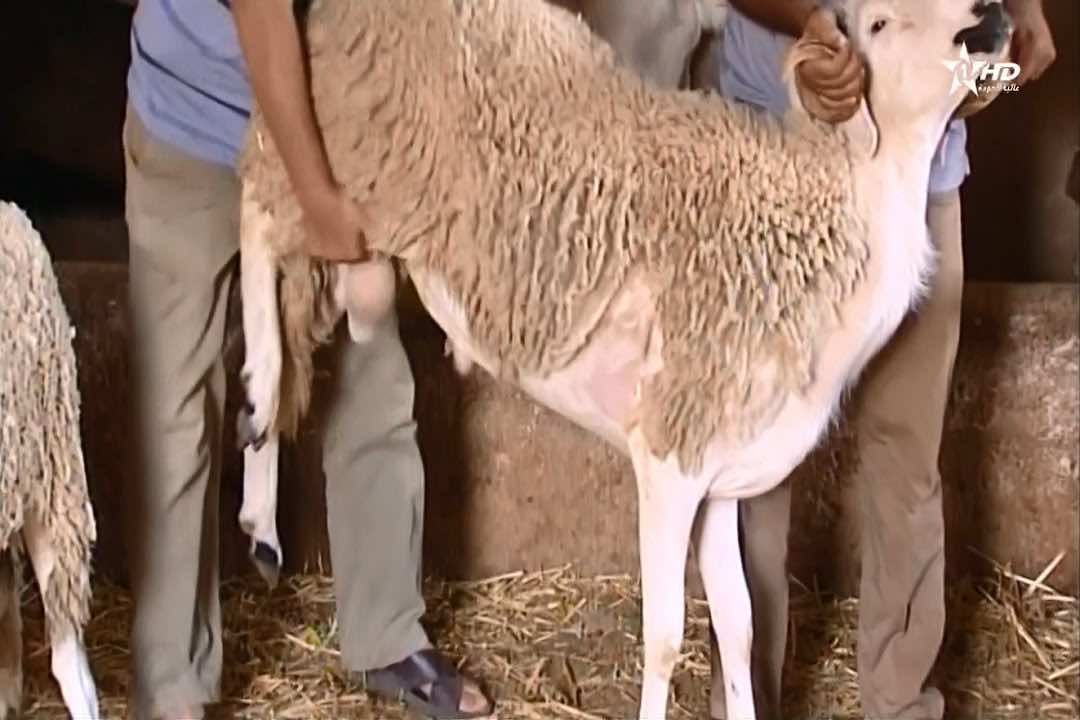 سقوط عصابة "فراقشية".. احترفت اقتحام الضيعات لسرقة المواشي
