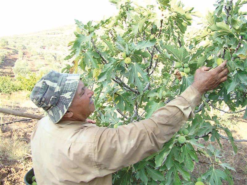 مزارعون للتين ينتفضون ضد زحف "الكيف" بحضور 3 وزراء بتاونات 