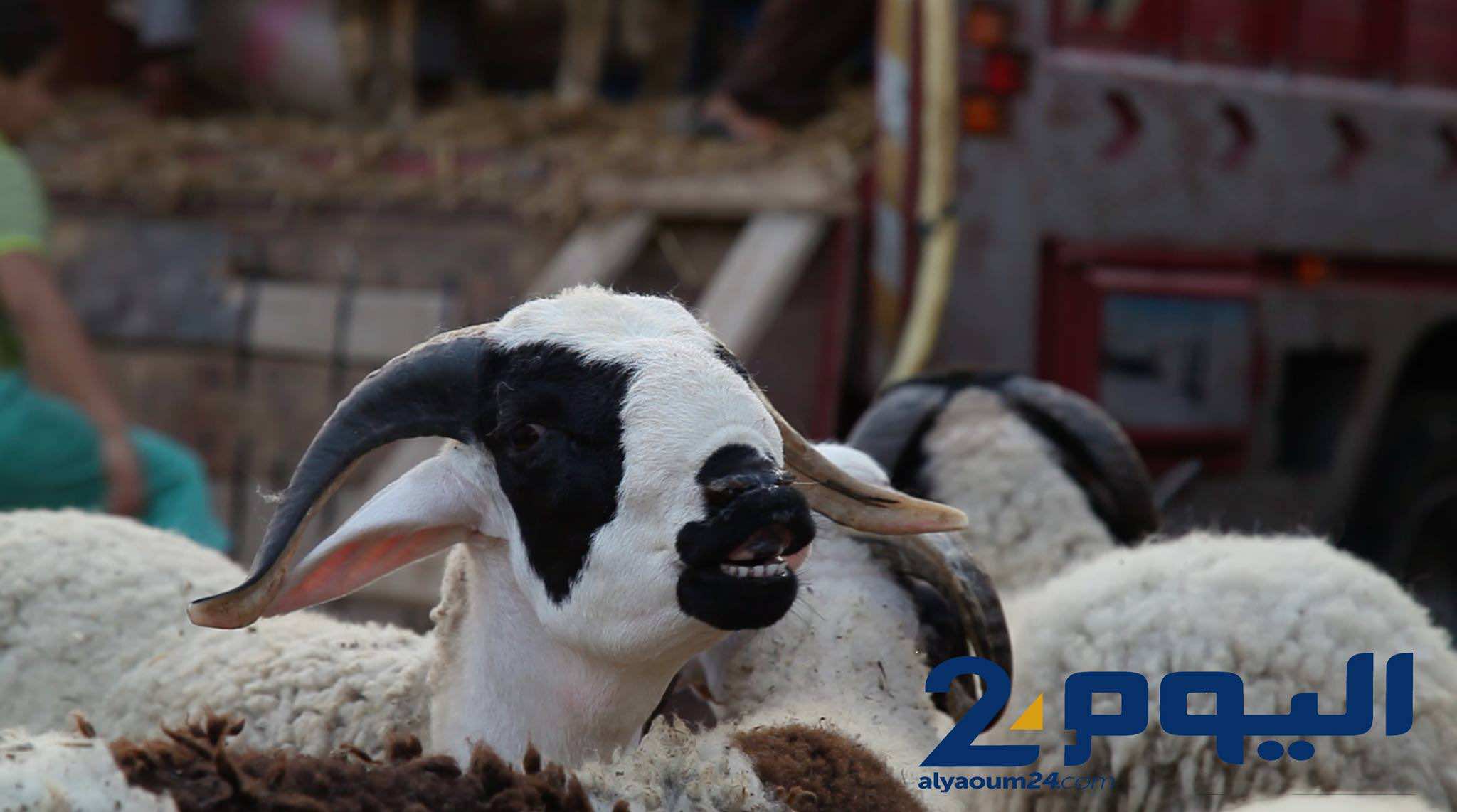 3 أيام قبل عيد الأضحى..هذه أحوال سوق الغنم -فيديو