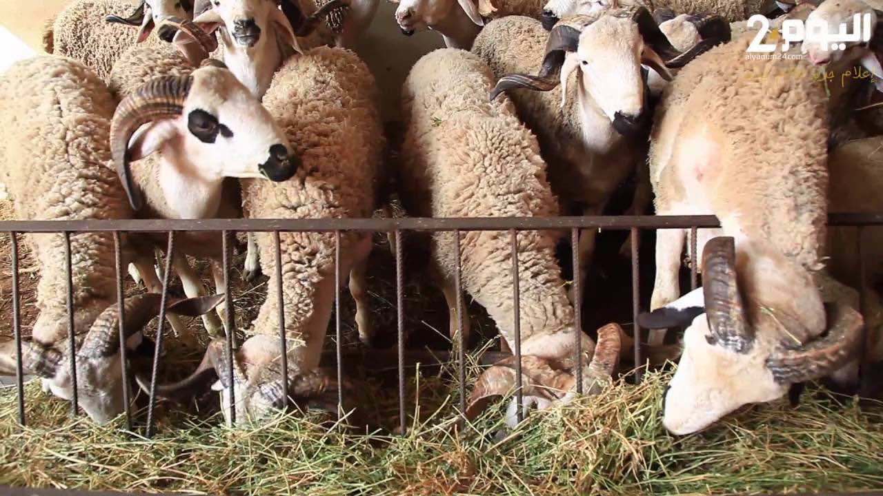 بين 40 و48 درهم.. انخفاض أسعار أضاحي العيد بسبب وفرة العرض