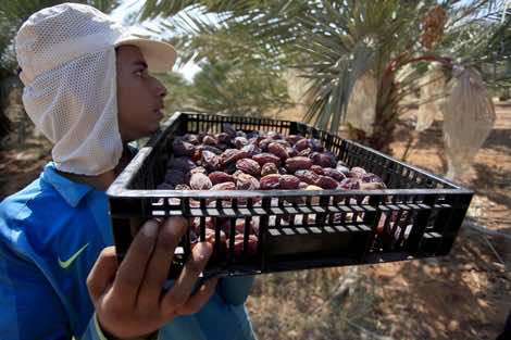 شبح الجفاف يهدد واحات التمور شرق المملكة - فيديو