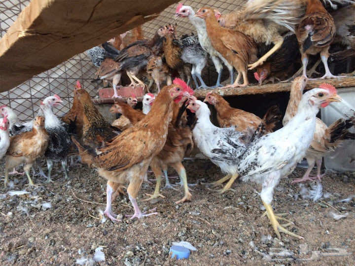 إعدام مئات الآلاف من الدجاج والبط بسبب الإنفلونزا