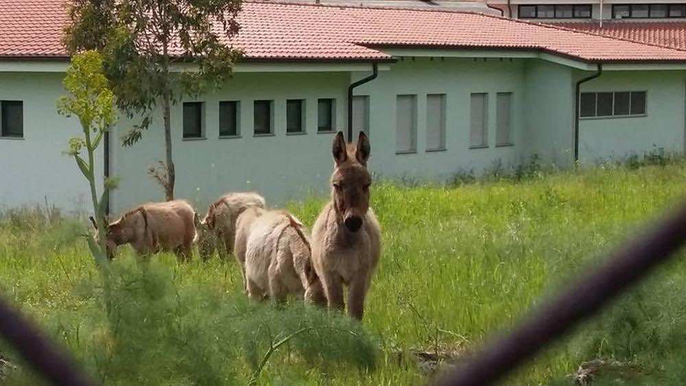 رئيس بلدية "يوظف" الحمير بدل العمال  لتشذيب عشب حدائق مدينته!