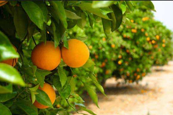نزول سعر الحوامض إلى 4 ريالات للكيلو غرام يُغضب الفلاحين