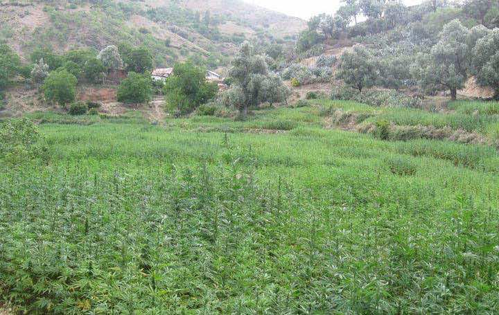 تشريع الحشيش في كندا يدخل حيز التنفيذ