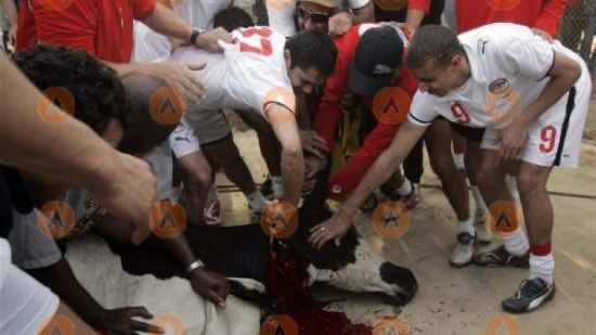 المنتخب المصري يذبح 4 عجول  قبل مواجهة المغرب
