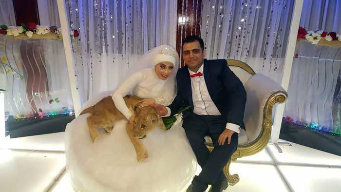 عروس  تفرض حضور أسد ليلة زفافها
