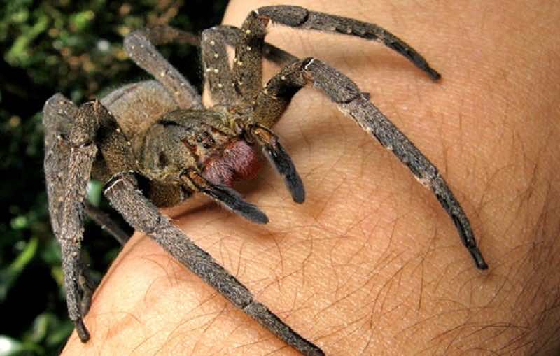 عنكبوت "الموز" بديل للفياغرا : سمه يسبب انتصابا طويلا و مؤلما للرجال