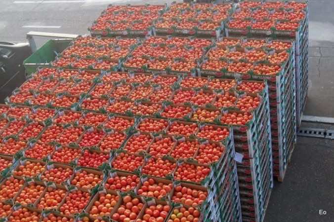 رغم الجفاف… صادرات المغرب من الطماطم والفواكه والحمضيات تتجاوز 1.5 مليون طن سنويا