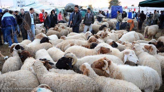 المغاربة يكسبون معركة الأضاحي في صراعهم مع مدريد قبل العيد