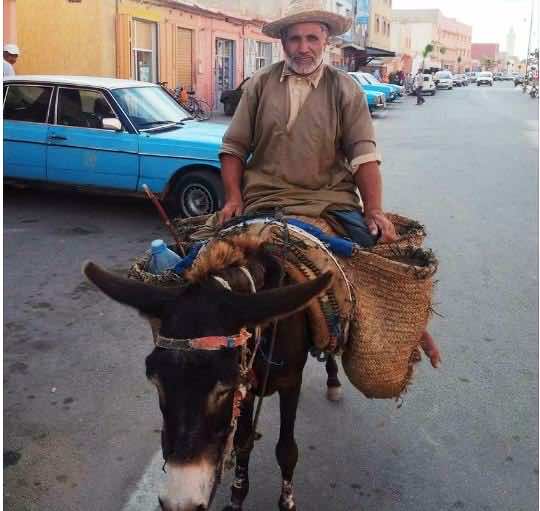 "دا براهيم"..مسن "مقعد" يستعين ب"حمار" للتنقل عِوَض كرسي متحرك!