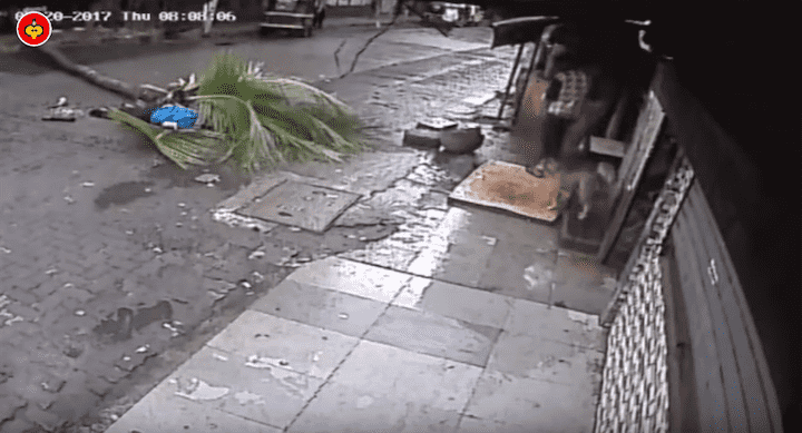وفاة مذيعة جراء سقوط شجرة عليها في الشارع - فيديو