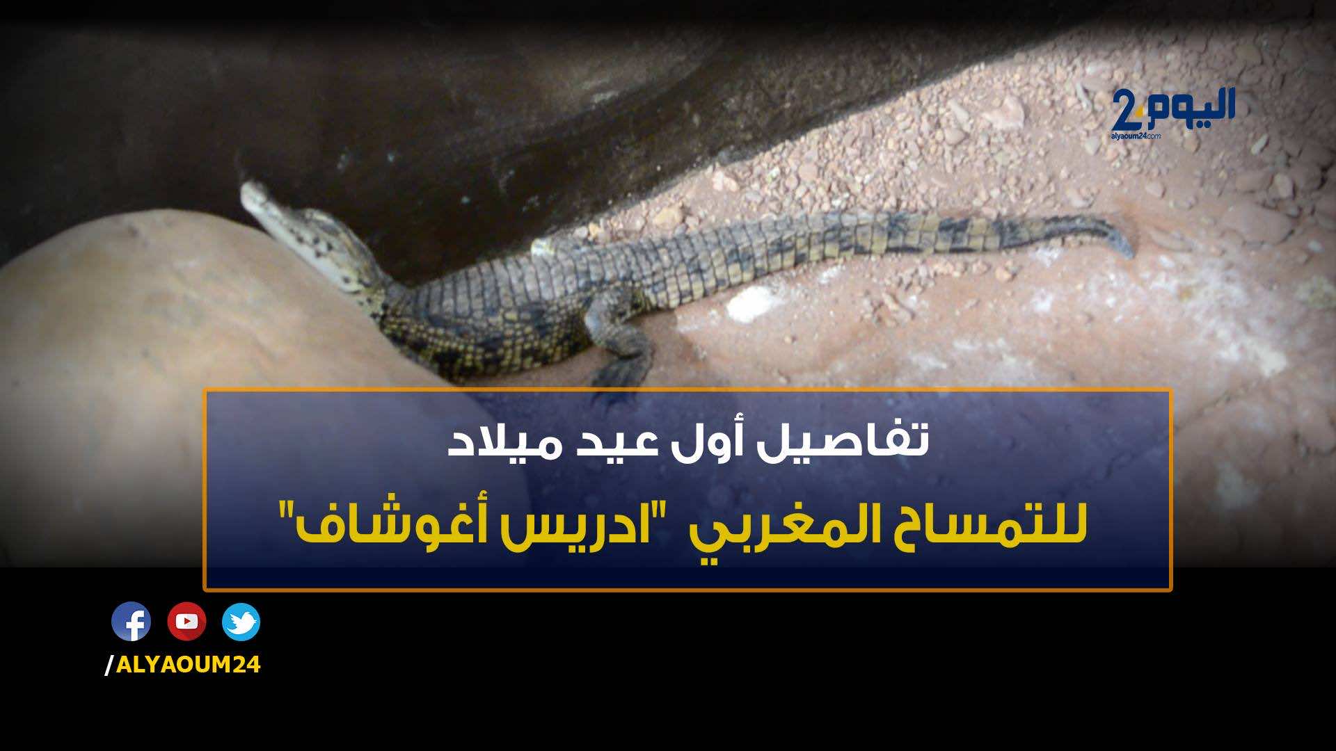 تفاصيل أول عيد ميلاد للتمساح المغربي "أغوشاف"- فيديو حصري