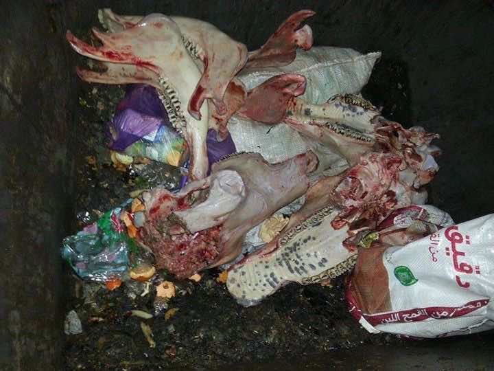 صادم..العثور على جماجم وعظام حمير وبغال بمؤسسة تعليمية بالبيضاء