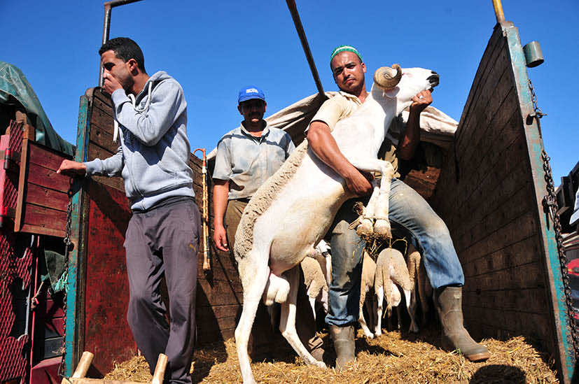 عيد الأضحى.. ارتفاع عدد المربيين والمسمنين المسجلين لدى المصالح البيطرية -التفاصيل