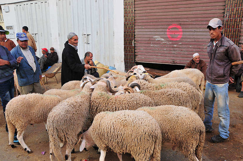 أسواق الخرفان.. عمدة الرباط  يتابع قضائيا شخصين أضرا بمصالح المدينة
