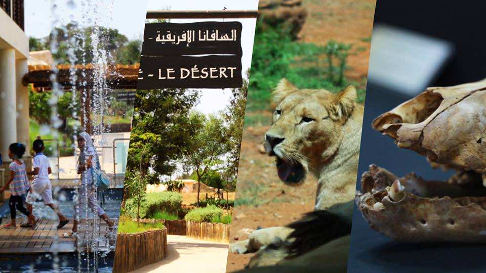 حديقة الحيوانات في الرباط تتجاوز 100 ألف زائر خلال عطلة الصيف - فيديو