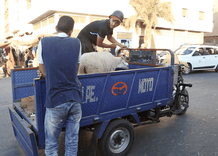 سعر نقل الأضاحي يثير حفيظة أرباب الـ"تريبورتور" - فيديو
