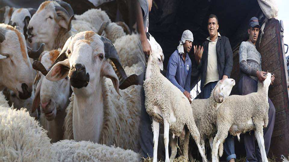 الكسابة" ساخطون: ضعنا هاد العام وبهذه الأثمنة غادي نمشيو للحبس"!-فيديو"