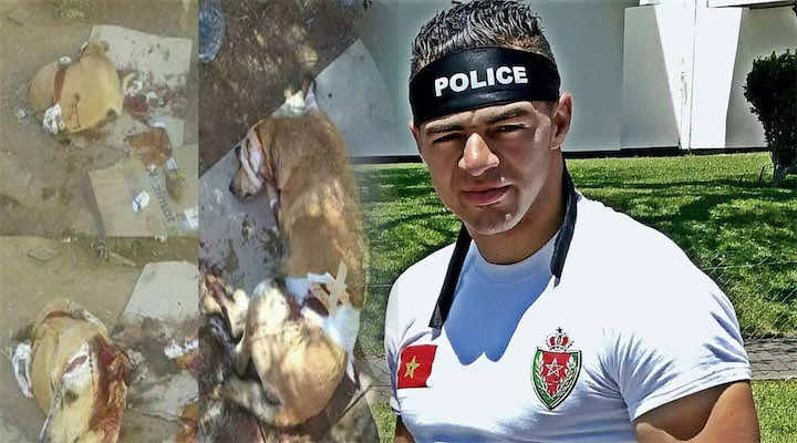 شخص "يشرمل" "كلبة" بسكين بدعوى إزعاجه...ومطالب ب"معاقبته"- صورة