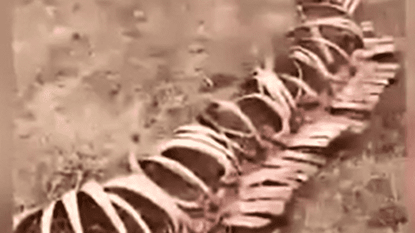 هيكل عظمي ضخم يحير فلاحين صينيين - فيديو