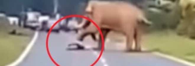 سيلفي" قرب فيل يكلف مواطناً حياته- فيديو"