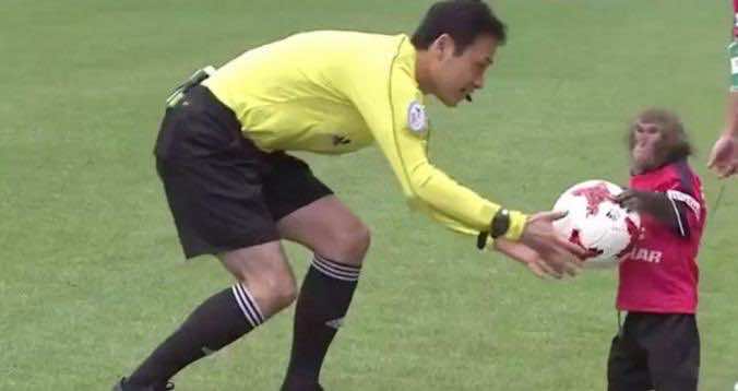 غريب.. الاستعانة بقرد في الدوري الياباني