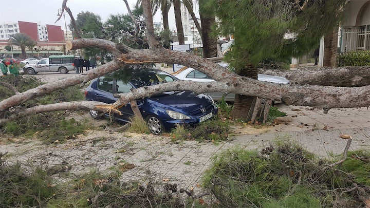 نجاة مواطنين من كارثة.. الرياح تتسبب في اقتلاع أشجار وسط فاس