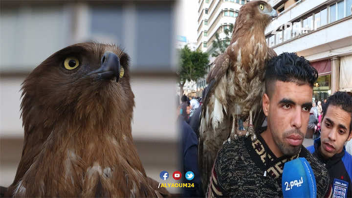 شاب يربي نسرا ويجول به المغرب: مانقدرش نبيعو حيت فحال خويا !-فيديو