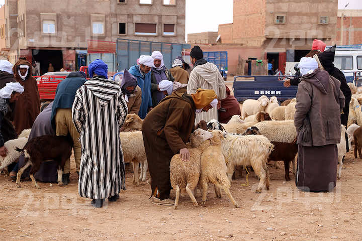 كسابة النجود العليا: "حنا ضايعين ومكاين غير رحمة سيدي ربي" ـ فيديو