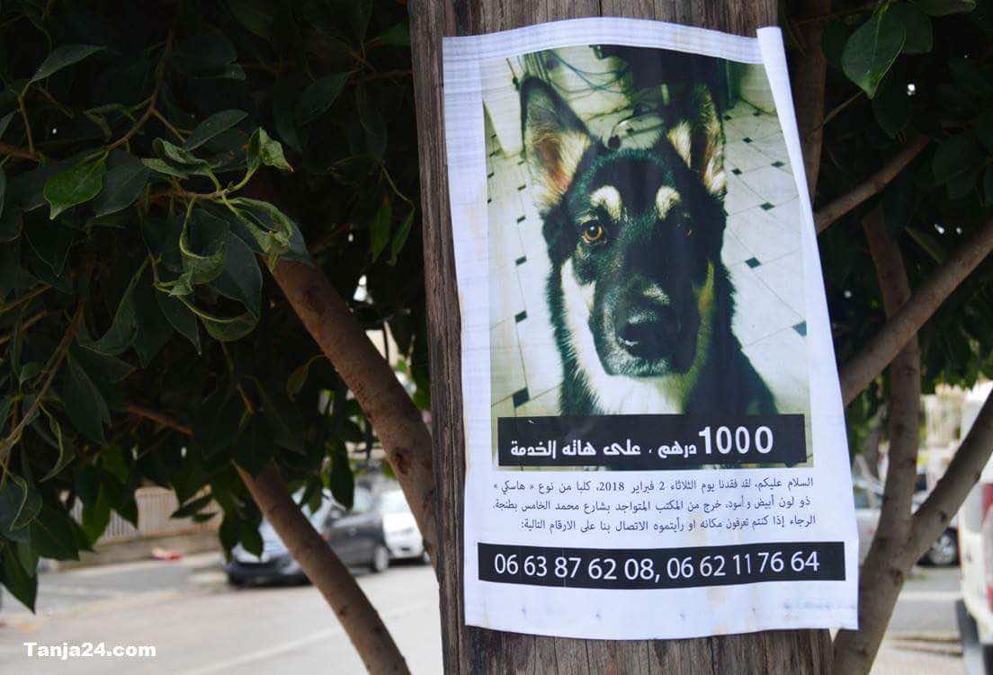 إعلان طريف..1000 درهم لمن يعثر على كلب مفقود- صورة