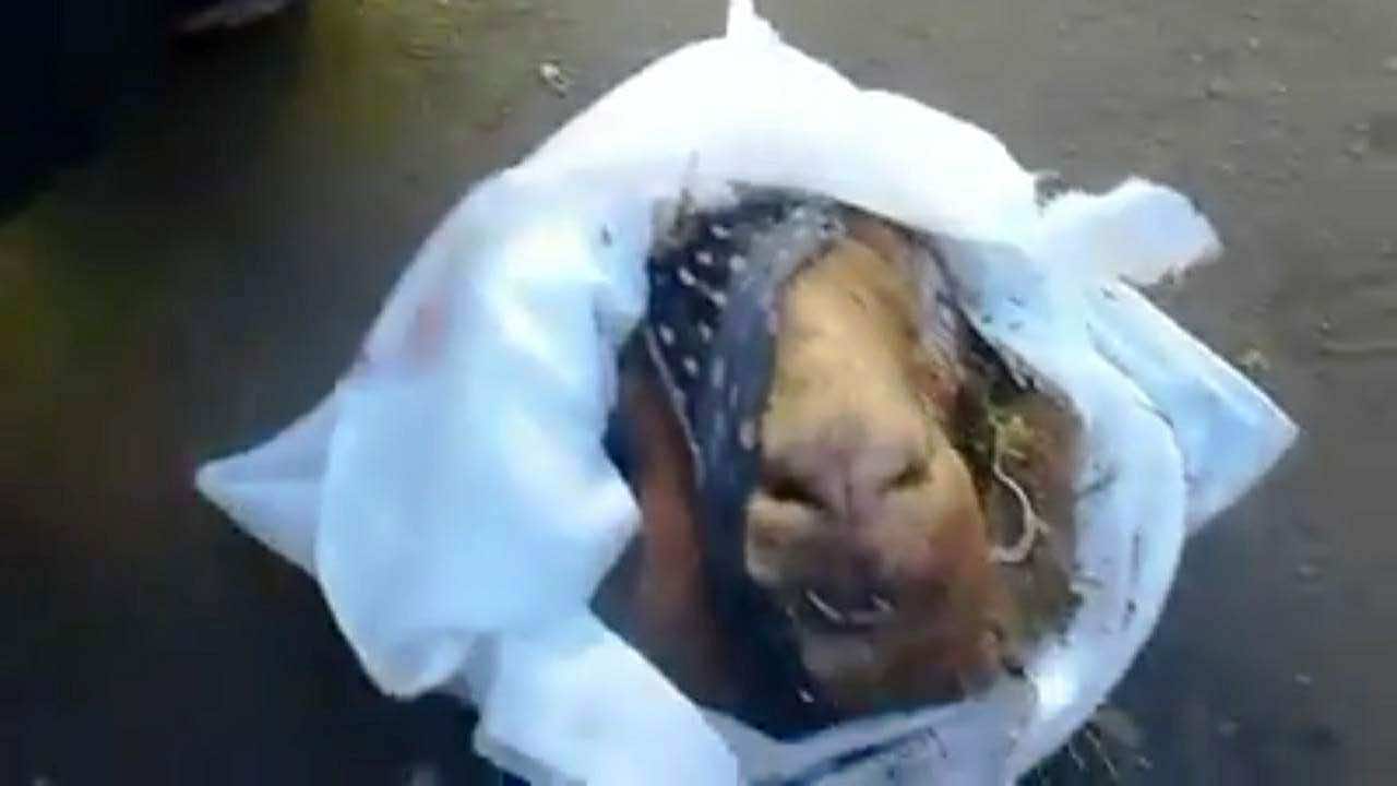 توقيف سيدتين خبأتا"بيكيني"داخل رأس خروف ملفوف في كفن - فيديو