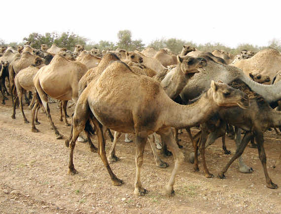 مستشارون يهددون باستقالة جماعية بتزنيت