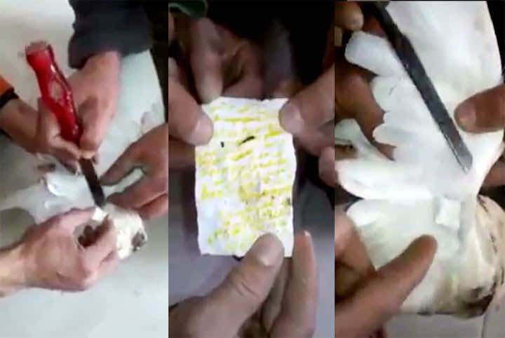 مواطنون يعثرون على "حجاب سحر" بجناح حمامة