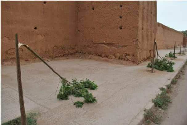 مجهولون يرتكبون "جريمة بيئية" بتزنيت العتيقة