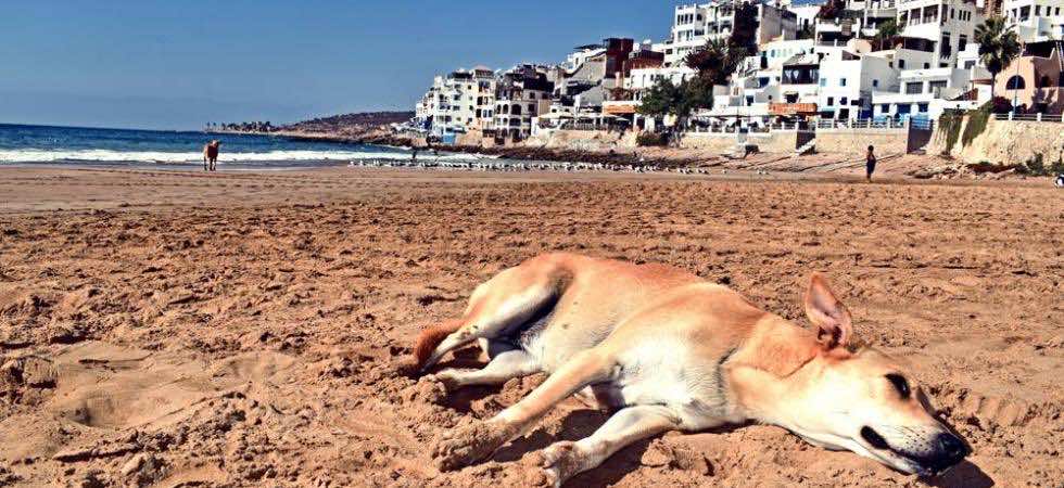 قتل سلطات أكادير للكلاب قبل زيارة "الفيفا" يجر على المغرب انتقادات عالمية
