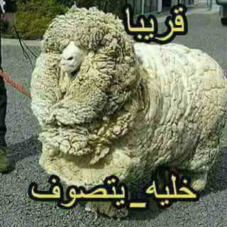 "خليه يتصوف" دعوات إلى مقاطعة خروف العيد...هل تحقق النجاح نفسه؟