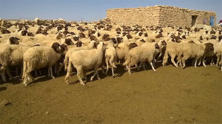 "ONSSA " يطلق عملية ترقيم الأغنام لعيد الأضحى مجانا
