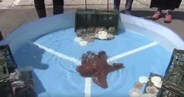 قتل أخطبوط تنبأ بنتائج مباريات اليابان وبيع لحمه في السوق